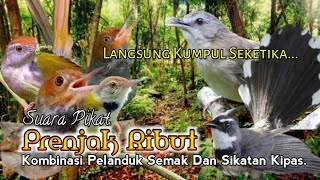Download lagu SUARA PIKAT PRENJAK RIBUT. KOMBINASI PELANDUK SEMAK DAN SIKATAN KIPAS. AMPUH.. mp3