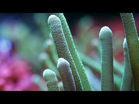 Artur Tokajuk, Reef Tank 400l Update