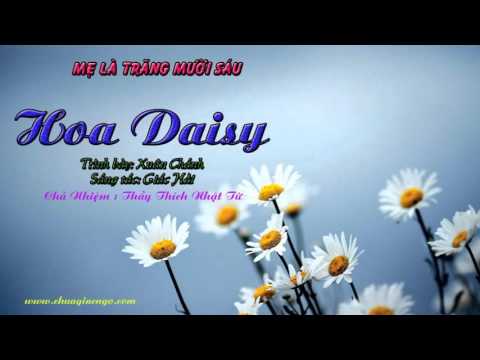 Hoa Daisy