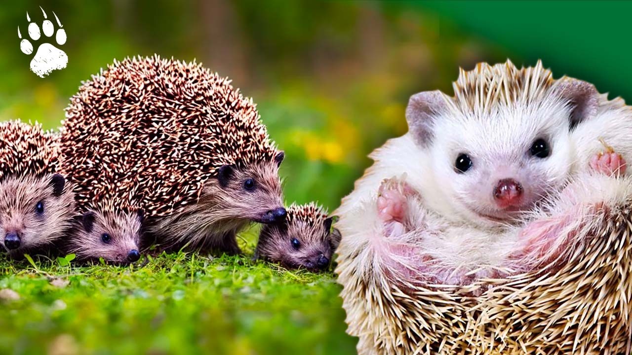 HEDGEHOGS: Longevity in Danger 🦔🚨 - HD animal documentary - AMP