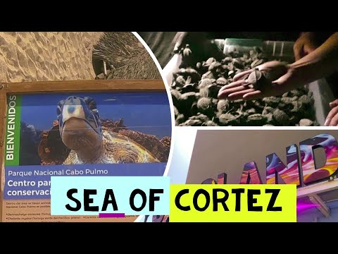 Releasing 900 Baby Sea Turtles!! Episode 22 | Sailing Stella J - Island Packet 38 - Sailing the BCS