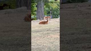 奈良・興福寺 シカの親子🦌 #japan #travel #奈良