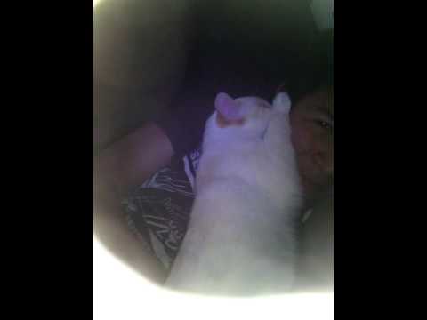 Mi gato no deja dormir