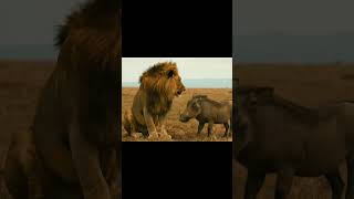 Download lagu BABY WARTHOG VS LION  CUBS WITH  FATHER mp3