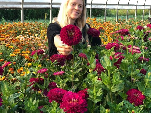 The Glorious Benary's Wine Zinnia