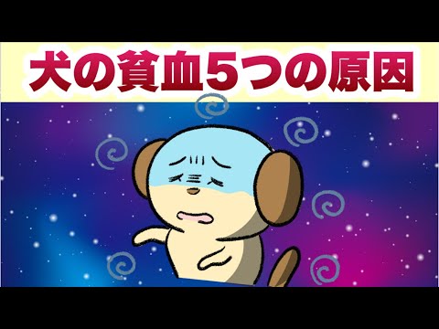 犬の貧血 - 原因、症状、治療法