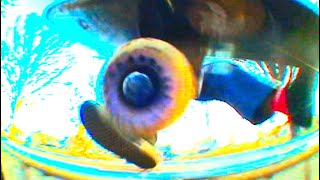 longe2000