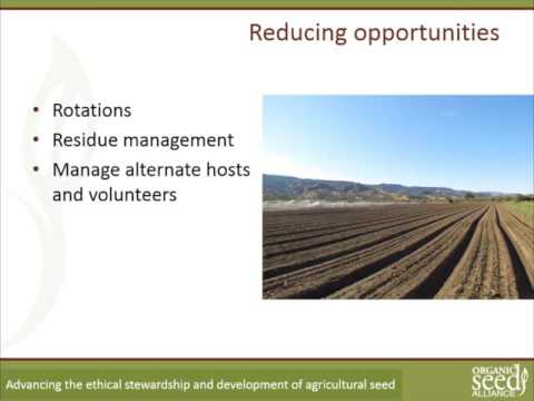 Organic Seed Production Six Webinar Series Part 3: Diseases and Pests