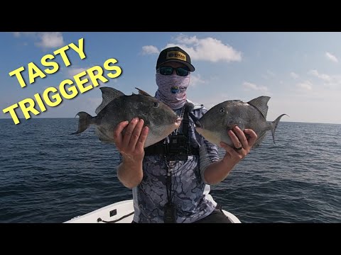 Targeting the most delicious fish in the Ocean.#triggerfish