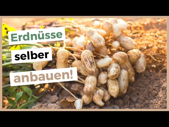 Video de pronunciación de erdnüsse en Alemán