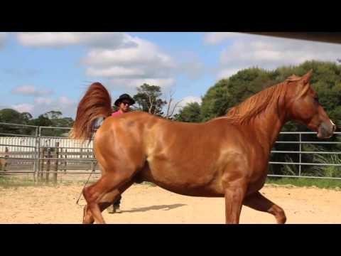 YouTube video about: What is a round pen used for horses?