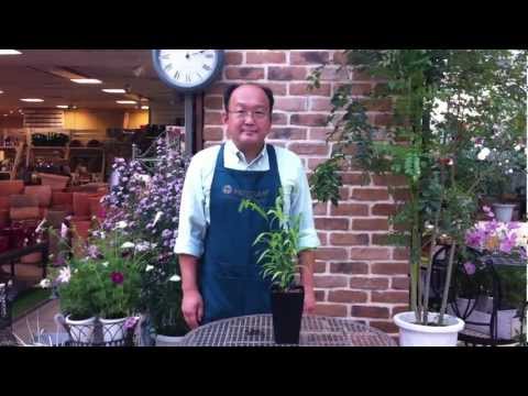 ブルージェットオーツ 植物