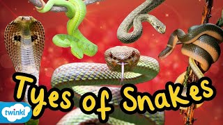 Types of Snakes 🐍 All About Snakes for Kids