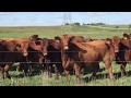 Singing John Gorka Winter Cows song to cattle on the Great Plains
