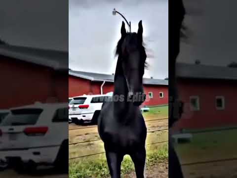 , title : 'Cavalo friesian edit 💕🐴 #fyp #viral #cavalo #edit #naoflopa #shorts #horse'
