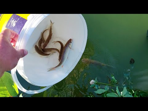 POPULARITY WITH CLEAN IN THE GARDEN POND 🤩🐟