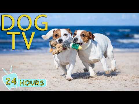 DOG TV: 24 Hours Anti Anxiety & Boredom Videos for Dog When Home Alone - Entertain Music for Dogs