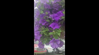 Gorgeous Surfinia Heavenly Petunia baskets