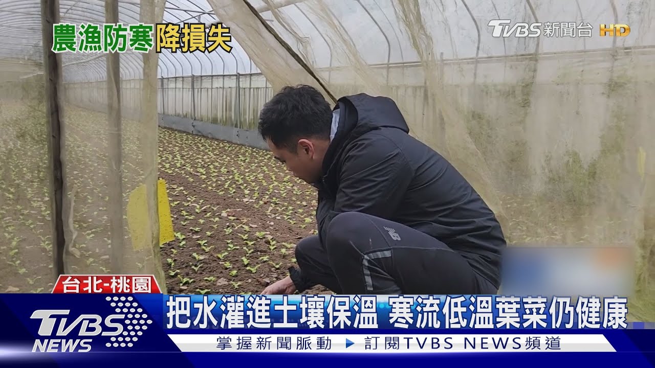 寒流發威！葉菜類灌水防寒　降低農損