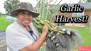 Garlic Harvest