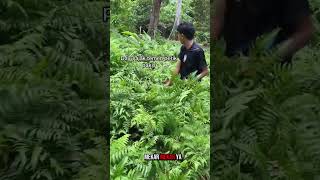 Download lagu Funny moment when a guy goes foraging for ferns ‼️‼️#fiddleheadfern #hilarious #funny #shorts mp3