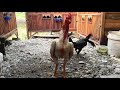 PERBEDAAN AYAM PLUCKER DAN PAKHOY