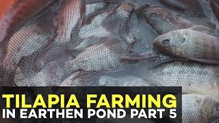 Tilapia Farming Profit: Capitalization, ROI and Marketing | Tilapia Farming Part 5