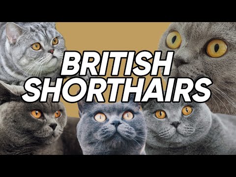4 Fun & UNKNOWN Facts About British Shorthairs!