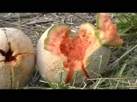 Five-seveN (5.7x28mm) VS Cantaloupe (SS197, SS195, EA ProtecTOR)