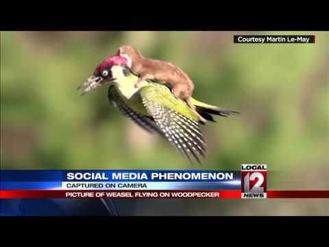 Weasel on a flying woodpecker goes viral