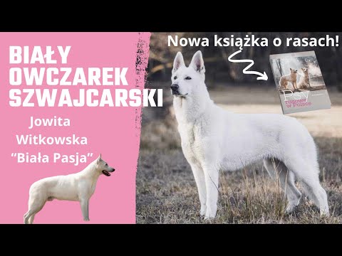 Biały owczarek szwajcarski - pies dla aktywnej rodziny i amatorskiego sportu. Jowita Witkowska