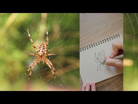 Unveiling Spider Anatomy: A Guide to Drawing Realistic Spiders! 🕷️