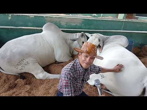RONALDO SANTOS COSTA NA 57ª EXPOFAC Exposição Agropecuária de Castanhal Pará 