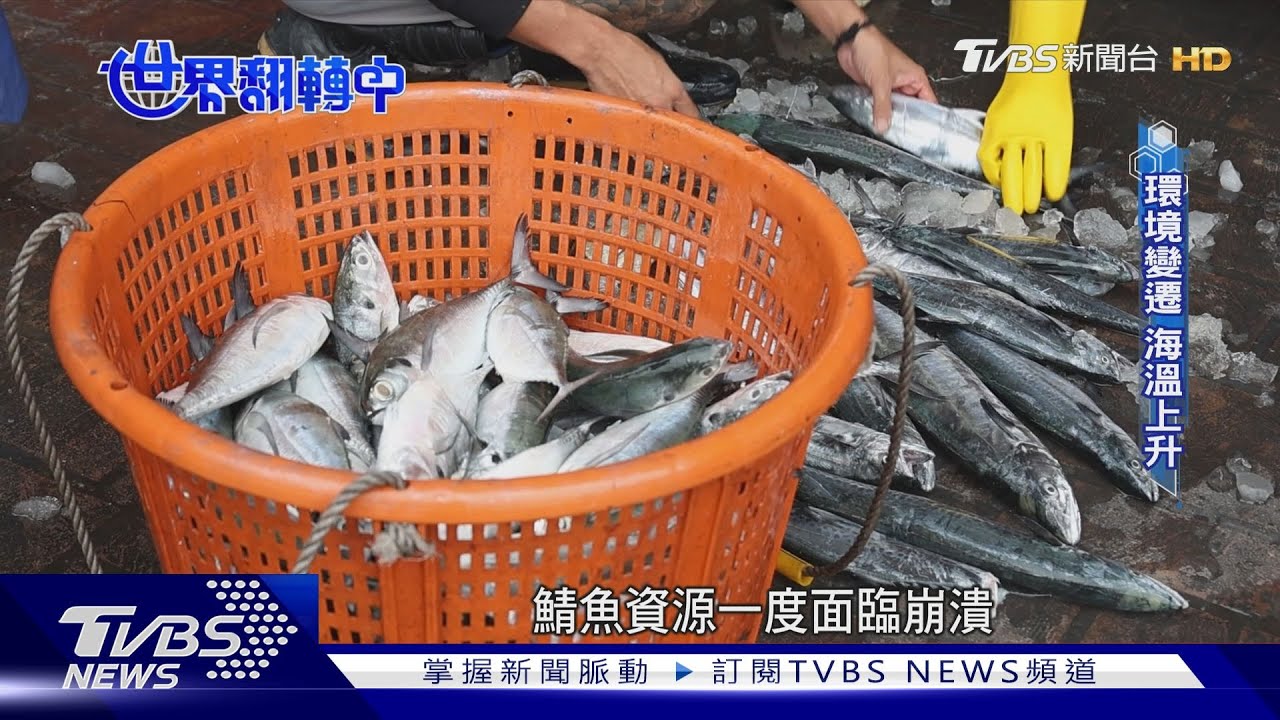 鮪魚也NG!? 挑選海鮮有攻略這樣吃才能年年有魚