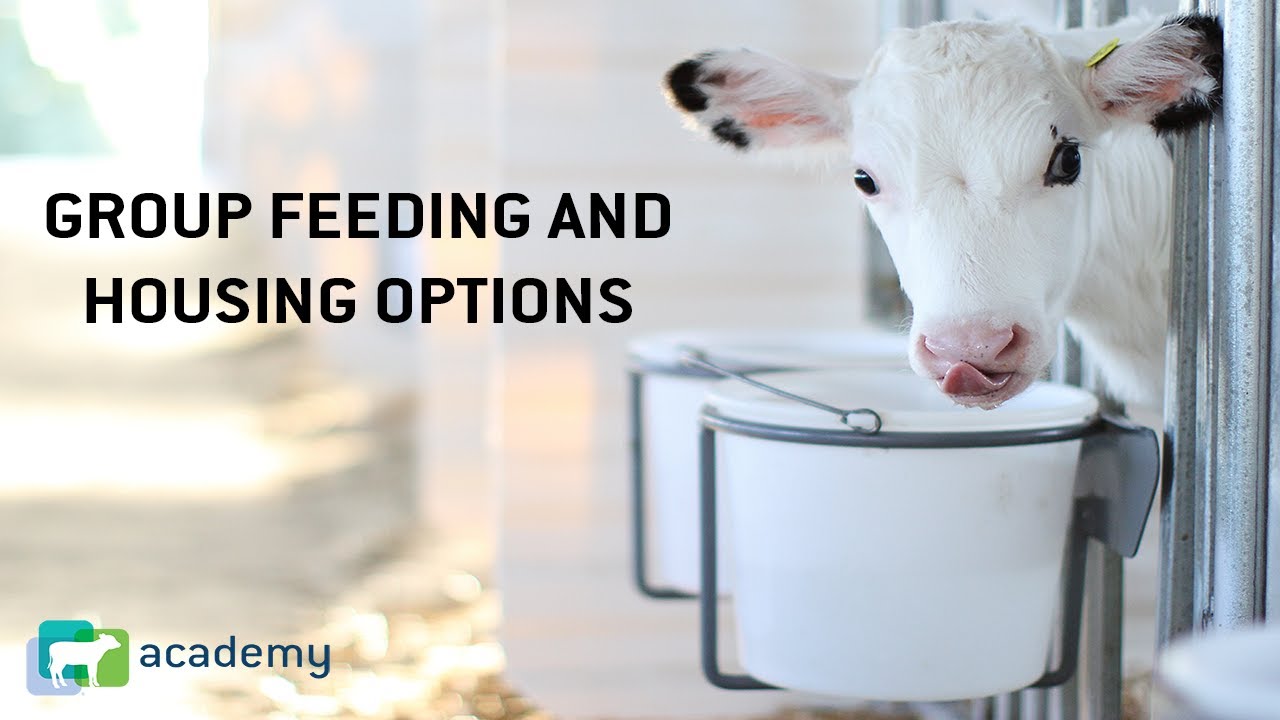 Group Feeding and Housing Options for Calves