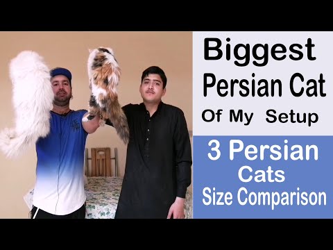 Persian cats size comparison / biggest cat of my setup / quality of cats /Urdu / Hindi