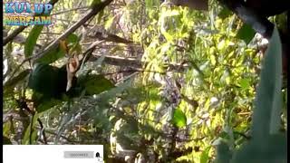 Download lagu Juara Pikat ayam Hutan di kebun Petani mp3