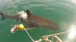 preview picture of video 'White Shark do not like Tuna GOPR0297'