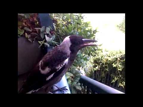 download lagu mp3 mp4 Little Bird Daycare, download lagu Little Bird Daycare gratis, unduh video klip Little Bird Daycare