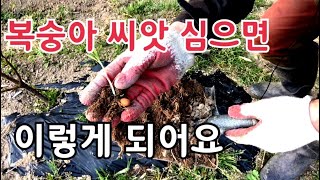 맛있는 복숭아 씨앗을 그대로 심으면 그품종의 맛있는 복숭아가 자랄까?