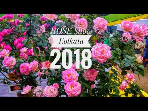 download lagu mp3 mp4 Rose Show 2018, download lagu Rose Show 2018 gratis, unduh video klip Rose Show 2018