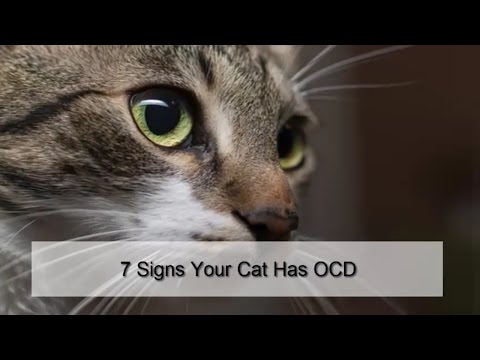7 Signs Your Cat Has OCD