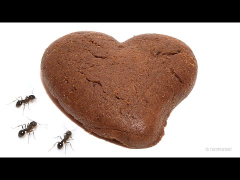 Ants Eating Choco Heart Cookie
