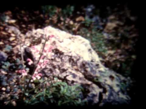 Eiri ve Efrat yeaarot Hacarmel 1969   OV06970