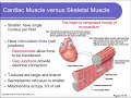 Physiology Ch 14 Cardiovascular