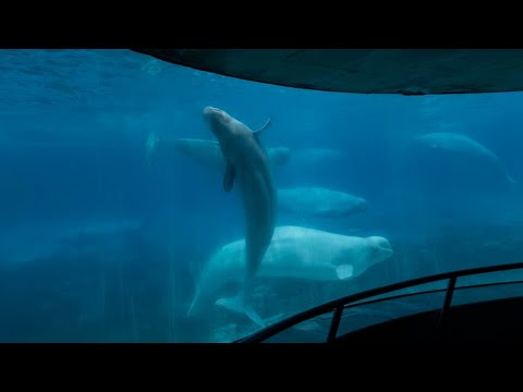 WATCH Premier Doug Ford on saving the whales in Marineland