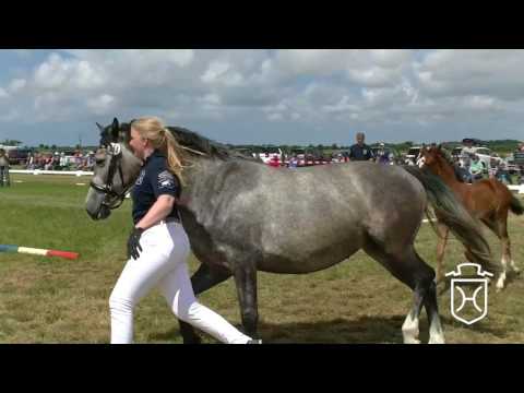 NF251 Stutfohlen von For Pleasure - Casall - Cassini I