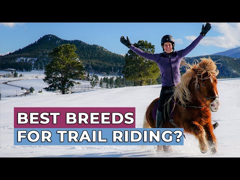 Best Horse Breeds For Trail Riding