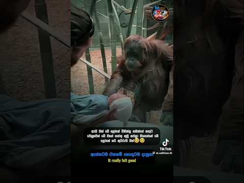 🥺❤️‍🩹 #foryou #love #broken06 #trending #trendingshorts #viral #animals #sad #monkey #foryou #fyp