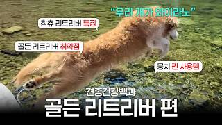 견종건강백과 골든리트리버편 (견종 특징, 대표 질병, 추천 제품 등) | 케어펫 X 뭉치의 개팔상팔